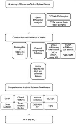 Structuring and validating a prognostic model for low-grade gliomas based on the genes for plasma membrane tension